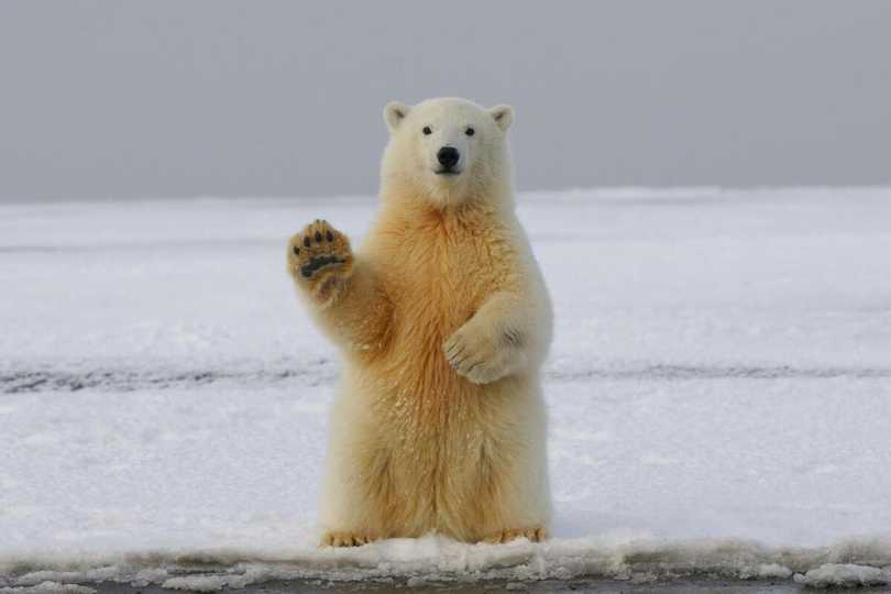 Un ours blanc vous remercie depuis la banquise